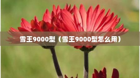 雪王9000型（雪王9000型怎么用）