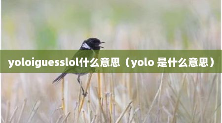 yoloiguesslol什么意思（yolo 是什么意思）