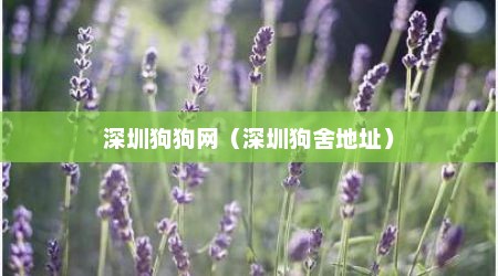 深圳狗狗网（深圳狗舍地址）