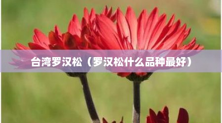 台湾罗汉松（罗汉松什么品种最好）
