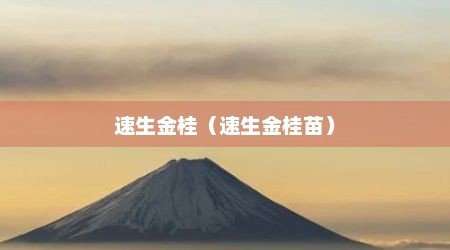 速生金桂（速生金桂苗）
