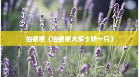 伯德梗（伯德梗犬多少钱一只）