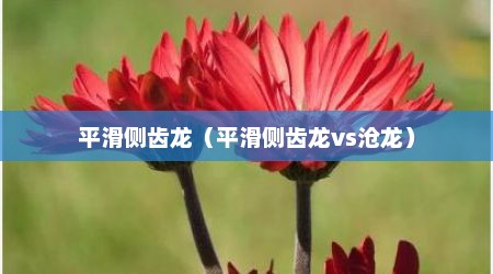 平滑侧齿龙（平滑侧齿龙vs沧龙）