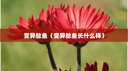 变异鲶鱼（变异鲶鱼长什么样）