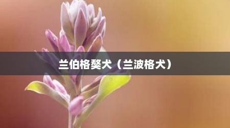 兰伯格獒犬（兰波格犬）