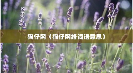 狗仔网（狗仔网络词语意思）