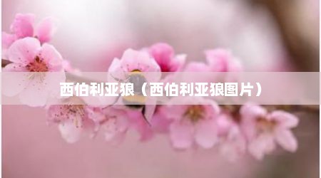 西伯利亚狼（西伯利亚狼图片）
