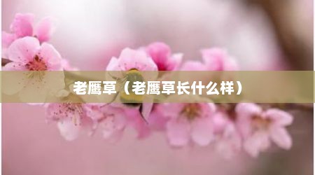 老鹰草（老鹰草长什么样）