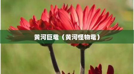 黄河巨鼋（黄河怪物鼋）