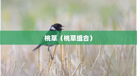 桃草（桃草组合）
