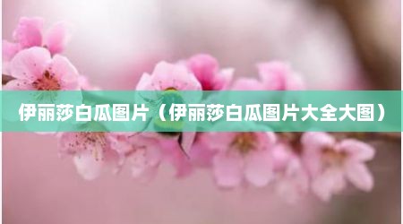 伊丽莎白瓜图片（伊丽莎白瓜图片大全大图）
