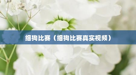 细狗比赛（细狗比赛真实视频）