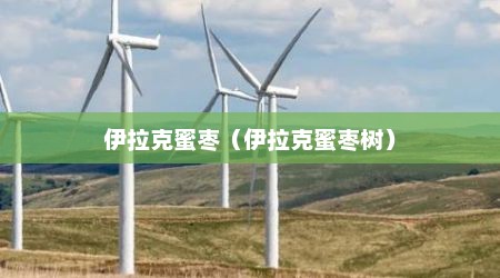 伊拉克蜜枣（伊拉克蜜枣树）
