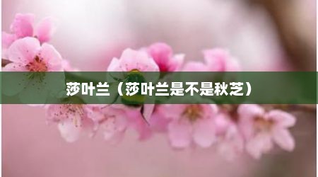 莎叶兰（莎叶兰是不是秋芝）