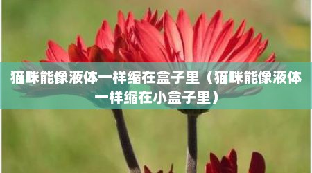 猫咪能像液体一样缩在盒子里（猫咪能像液体一样缩在小盒子里）