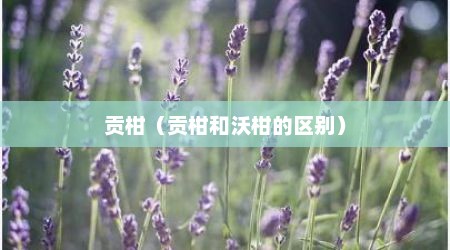 贡柑（贡柑和沃柑的区别）