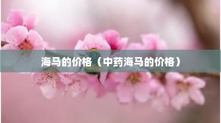 海马的价格（中药海马的价格）
