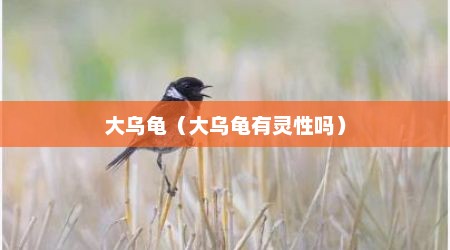 大乌龟（大乌龟有灵性吗）
