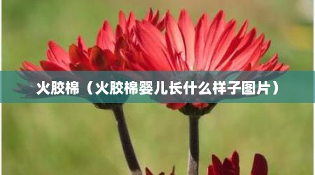 火胶棉（火胶棉婴儿长什么样子图片）