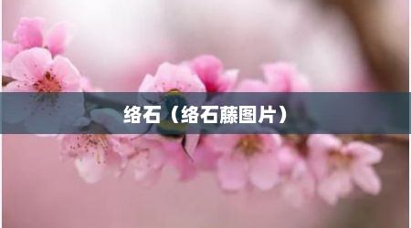 络石（络石藤图片）