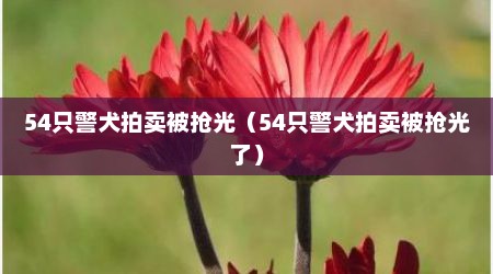 54只警犬拍卖被抢光（54只警犬拍卖被抢光了）