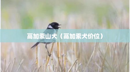 高加索山犬（高加索犬价位）