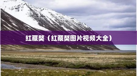红藏獒（红藏獒图片视频大全）
