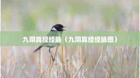 九阴真经经脉（九阴真经经脉图）