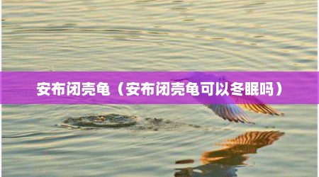 安布闭壳龟（安布闭壳龟可以冬眠吗）