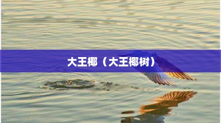 大王椰（大王椰树）