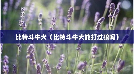 比特斗牛犬（比特斗牛犬能打过狼吗）