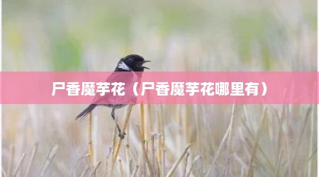 尸香魔芋花（尸香魔芋花哪里有）