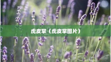 虎皮掌（虎皮掌图片）