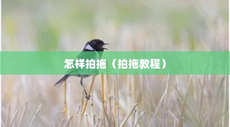 怎样拍拖（拍拖教程）