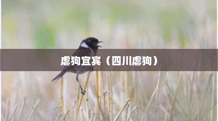 虐狗宜宾（四川虐狗）
