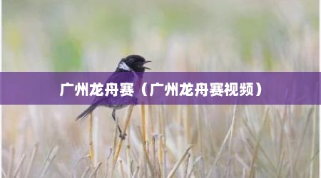 广州龙舟赛（广州龙舟赛视频）