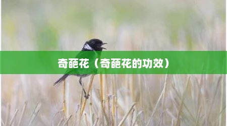 奇葩花（奇葩花的功效）