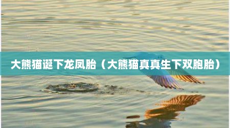 大熊猫诞下龙凤胎（大熊猫真真生下双胞胎）