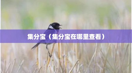集分宝（集分宝在哪里查看）