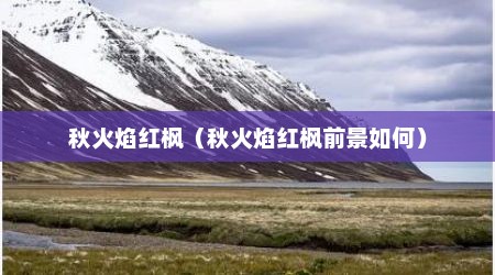 秋火焰红枫（秋火焰红枫前景如何）
