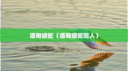 缅甸蟒蛇（缅甸蟒蛇吃人）