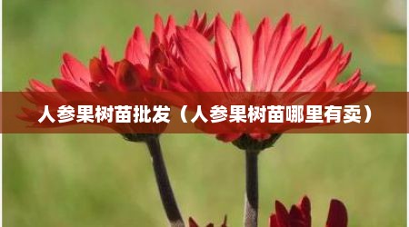 人参果树苗批发（人参果树苗哪里有卖）