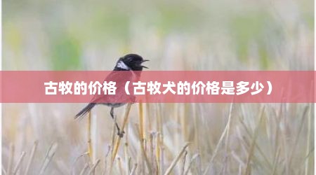 古牧的价格（古牧犬的价格是多少）