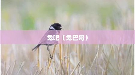 兔吧（兔巴哥）