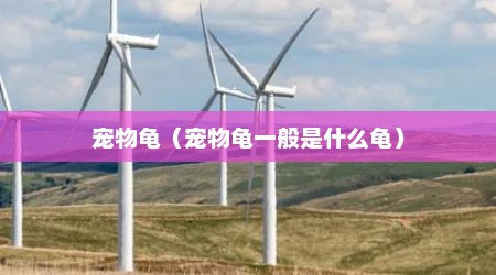 宠物龟（宠物龟一般是什么龟）