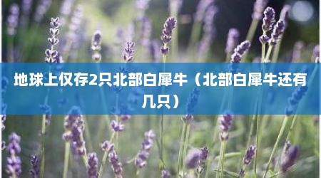 地球上仅存2只北部白犀牛（北部白犀牛还有几只）